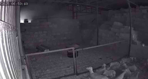 Mudanya’da ahır ve samanlık yangınında 170 hayvan küle döndü, o anlar kamerada