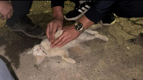 Bingöl’de itfaiye personelinden kediyi kurtarmak için kalp masajı