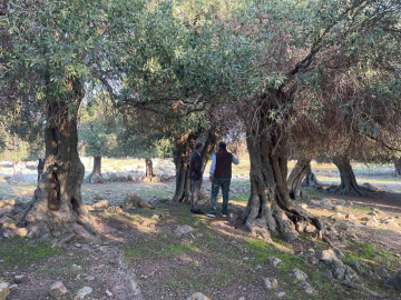 Yüzlerce yıldır İspanya ve İtalya’dan sonra sadece Gökçeada’da yetişiyor