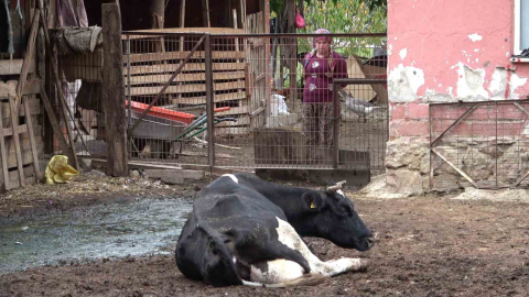 Şapa karşı en radikal koruma aşı: Aşılamayı ihmal etmeyin