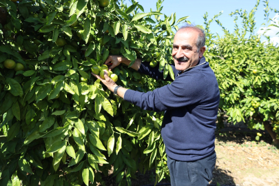 Mandalina ihracatında Ekim bereketi