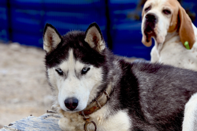 Yalova Belediyesi'nden Can Dostlara Kapsamlı Hizmet
