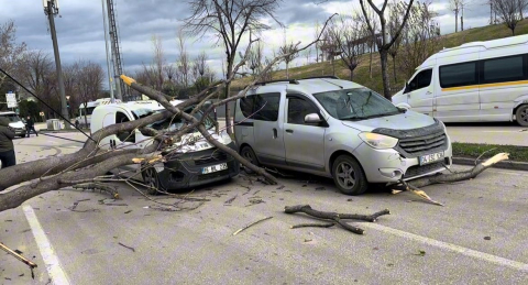 Bursa’da seyir halindeki araçların üzerine ağaç devrildi