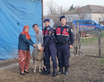 Çanakkale’de kaybolan 24 küçükbaş hayvan jandarma tarafından bulundu