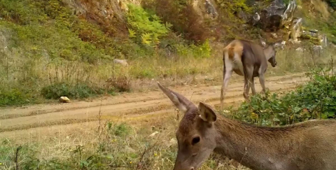 Bursa’nın kızıl geyikleri fotokapana takıldı