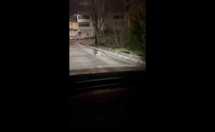 Bursa’da gece yarısı tilki, ağzında kediyle sokakta görüntülendi