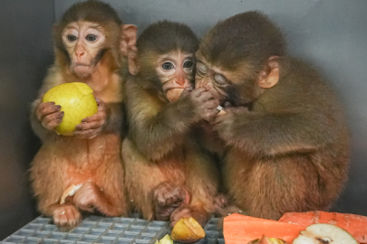 Bursa'da Maymun Kaçakçılığı