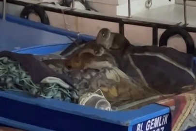 Bursa'da Limandaki Davetsiz Misafirler İlgi Odağı Oldu