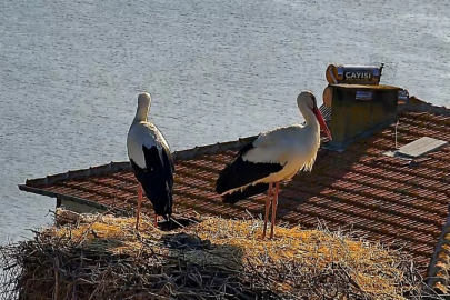 Ve Mutlu Son! Bursa'nın Dünyaca Ünlü Çifti Yeniden Buluştu...