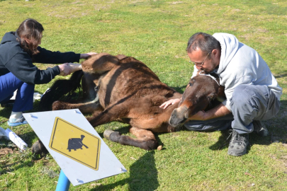 Terk Edilen Katır Bursa'da Yaşama Döndü