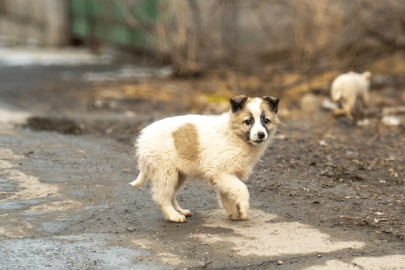Bursa’da Sessiz Dostlar İçin Tarihi Adım: Redocat "Askıda Tedavi" ile İlk Hastalarını İyileştiriyor