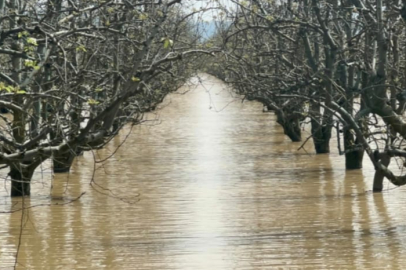 Bursa'da yüzlerce dönüm şeftali ve armut bahçesi su altında