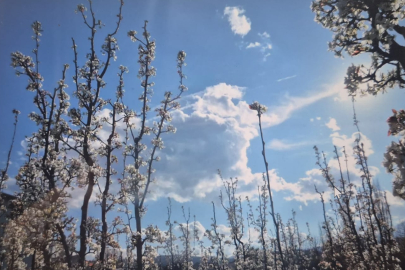 Bursa'nın İnegöl ilçesinde baharın etkisini göstermesiyle birlikte meyve bahçeleri yeniden canlandı.