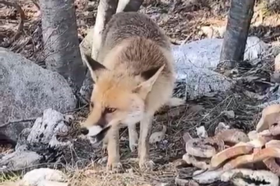 Bursa’da Doğayla İç İçe Anlar: Aç Kalan Tilkiler Şehre İndi!