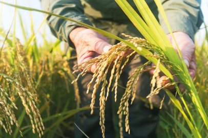 Edirne’de Uluslararası Çeltik Çalıştayı başlıyor