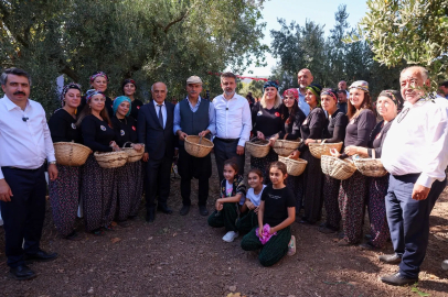 Bursa'nın iki ilçesinde zeytin mirasına özel hasat