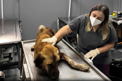 Ordu’da yaralı köpek kurtarıldı