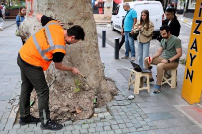 Asırlık Ağaçlar Tomografiyle Korunacak