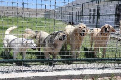 Kayseri Kocasinan'da küçük dostlar için Türkiye'ye örnek projeler