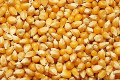 Dalaman’da 1.400 ton dane mısır satışa çıkıyor